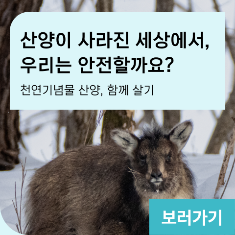 산양이 사라진 세상에서, 우리는 안전할까요? 천연기념물 산양, 함께 살기